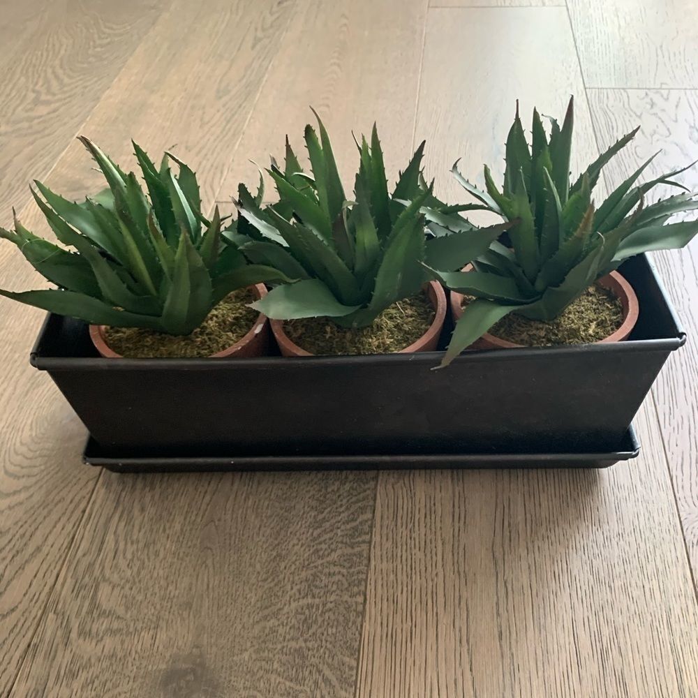 Succulent decor 